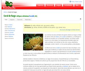Coral de fuego (Millepora dichotoma)