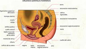 Organos genitales femininos (Diccionario visual)