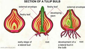 Bulb  (Visual Dictionary)