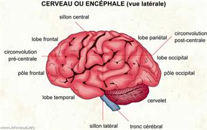 Cerveau (Dictionnaire Visuel)