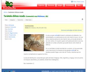 Tarántula chilena rosada (Grammostola rosea)