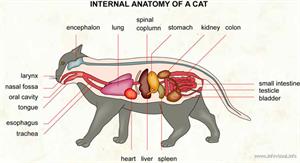 Internal anatomy of a cat  (Visual Dictionary)