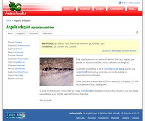 Anguila arlequín (Myrichthys colubrinus)