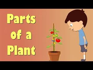 Parts of a Plant. Partes de una planta (Videos for Kids)