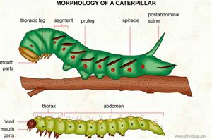 Caterpillar  (Visual Dictionary)