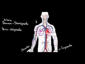 Sistema circulatorio y el corazón (Khan Academy Español)