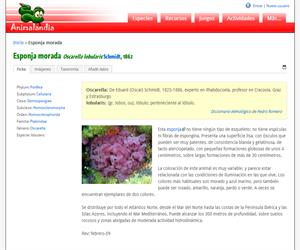 Esponja morada (Oscarella lobularis)