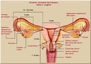 Generalidades de Anatomía y Fisiología: órganos reproductores femenino y masculino