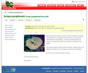 Acrópora parapharaonis (Acropora parapharaonis)