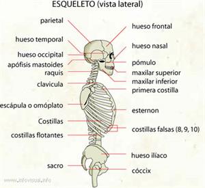 Esqueleto (vista lateral) (Diccionario visual)