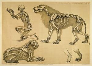 A Comparative View of the Human and Animal Frame (Esqueleto humano comparado con el de animales)