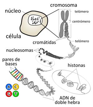 Bioanimación sobre el ADN, su estructura , cromosomas, células...