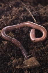 What Do Worms Eat? A Compost Project