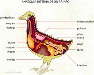 Anatomia (Diccionario visual)