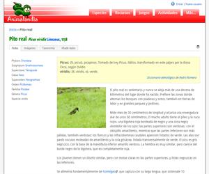 Pito real (Picus viridis )