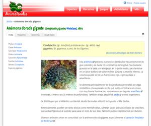 Anémona dorada gigante (Condylactis gigantea)