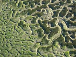 Armonia fractal de Doñana y las marismas