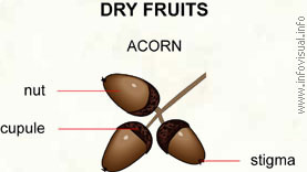 Nut  (Visual Dictionary)