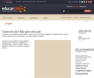 Carnívoros de Chile: gato colo-colo (Educarchile)