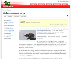 Vinchuca (Triatoma infestans)