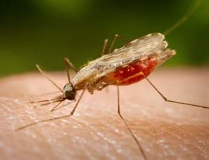 El ataque de la malaria en alta resolución (Amazings.es)