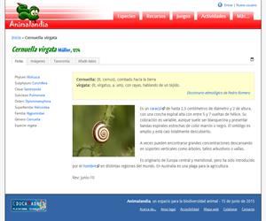 Cernuella virgata (Cernuella virgata)
