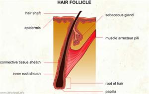 Hair follicle  (Visual Dictionary)