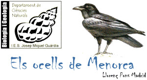 Els ocells de Menorca