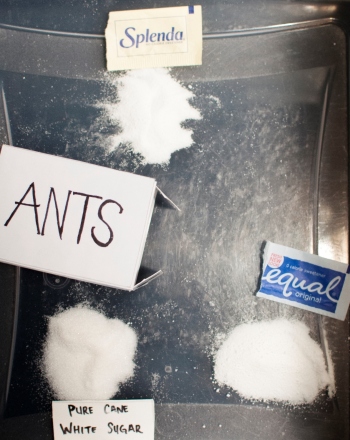 What Do Ants Like Best:  Artificial or Cane Sugars?