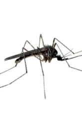 Effect of Food On Mosquito Growth