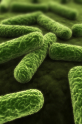 Mathematical Modeling of Bacterial Growth
