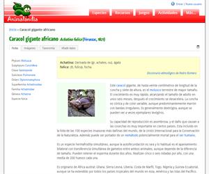 Acatina (Achatina fulica)