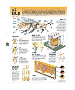 Las abejas. Láminas de El Mundo