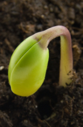 Germination: "The Birth of a Plant"
