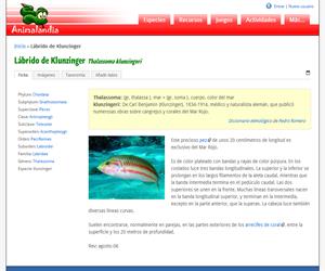 Lábrido de Klunzinger (Thalassoma klunzingeri)