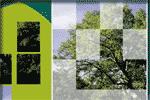 Rompecabezas de los árboles más comunes (edufores.org)