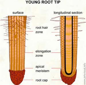 Root  (Visual Dictionary)