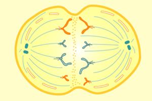 Cómo se dividen las células: Mitosis vs. Meiosis (NOVA Online)