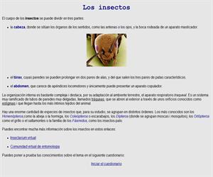 Los insectos (xtec.es)