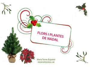 Flors i plantes de Nadal