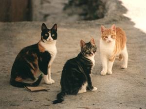Gato doméstico (Felis catus)