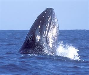 Webquest de Conocimiento del Medio Natural: Les balenes