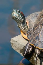What Are the Anatomical Differences Between Turtles, Tortoises, and Terrapins?