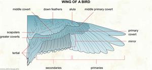 Wing of a bird  (Visual Dictionary)
