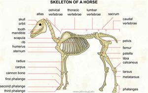 Skeleton of a horse  (Visual Dictionary)