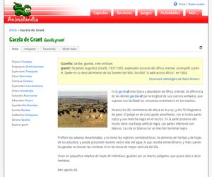 Gacela de Grant (Gazella granti)