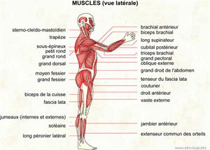 Muscles (vue latérale) (Dictionnaire Visuel)