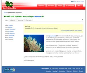 Vara de mar espinosa (Muricea elongata)