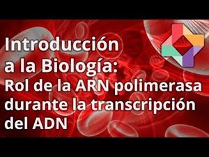 Aclaración: proceso de transcripción al ARN