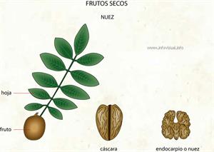 Frutos secos (Diccionario visual)